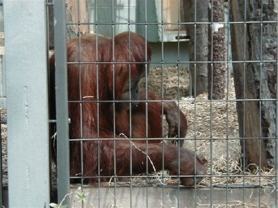 Keywords: Frankfurt Main Ostend Zoo Tiergarten Tiere Tier Pflanzen Blumen Pflanze Blume