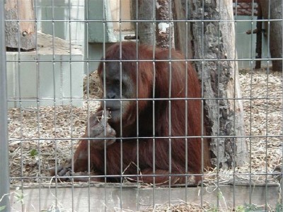 Keywords: Frankfurt Main Ostend Zoo Tiergarten Tiere Tier Pflanzen Blumen Pflanze Blume