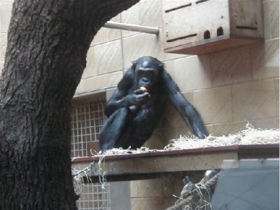 Keywords: Frankfurt Main Ostend Zoo Tiergarten Tiere Tier Pflanzen Blumen Pflanze Blume