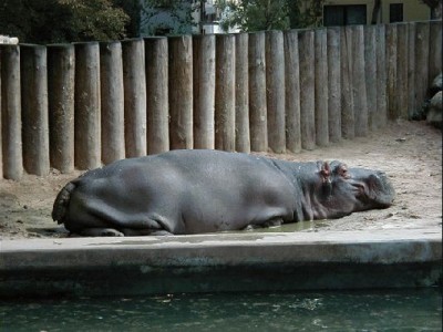 Keywords: Frankfurt Main Ostend Zoo Tiergarten Tiere Tier Pflanzen Blumen Pflanze Blume