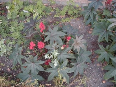 Keywords: Frankfurt Main Palmengarten Pflanzen Blumen Pflanze Blume