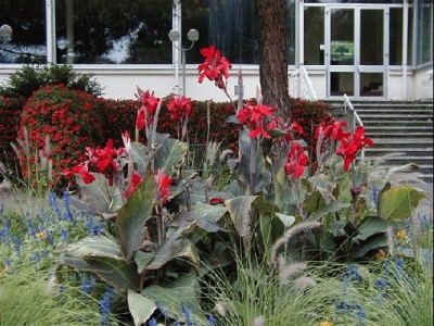 Keywords: Frankfurt Main Palmengarten Pflanzen Blumen Pflanze Blume