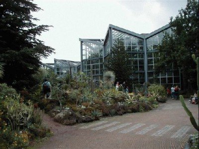 Keywords: Frankfurt Main Palmengarten Pflanzen Blumen Pflanze Blume