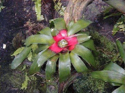 Keywords: Frankfurt Main Palmengarten Pflanzen Blumen Pflanze Blume