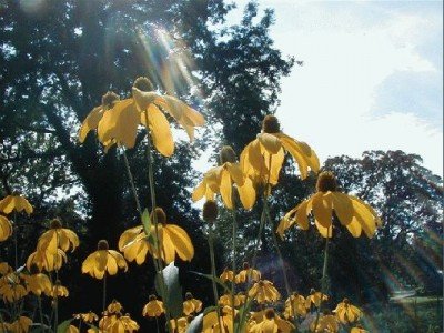 Keywords: Frankfurt Main Palmengarten Pflanzen Blumen Pflanze Blume