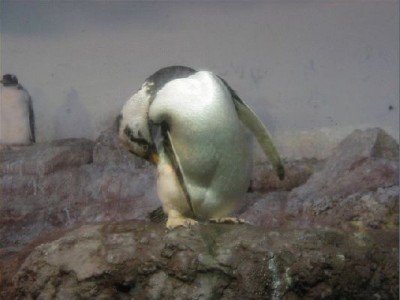 Keywords: Frankfurt Main Ostend Zoo Tiergarten Tiere Tier Pflanzen Blumen Pflanze Blume