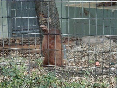 Keywords: Frankfurt Main Ostend Zoo Tiergarten Tiere Tier Pflanzen Blumen Pflanze Blume