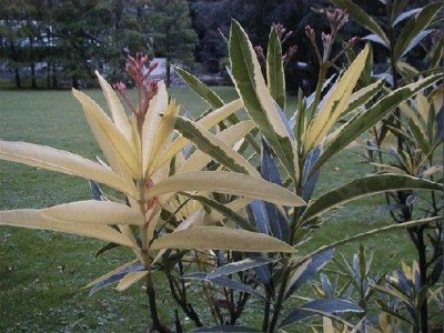 Keywords: Frankfurt Main Palmengarten Pflanzen Blumen Pflanze Blume