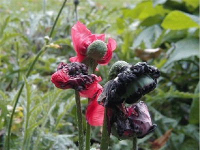 Keywords: Frankfurt Main Palmengarten Pflanzen Blumen Pflanze Blume